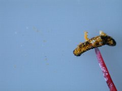 �q�K���o�i �Y�����Ɖԕ�<br>(2002.9.27 ���ɋ�˖{��)