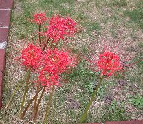 �q�K���o�i ���J�̉�<br>(2002.9.29 ���ɋ�˖{��)