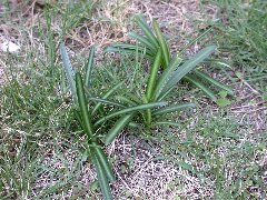 �q�K���o�i ����������t<br>(2002.10.12 ���ɋ�˖{��)