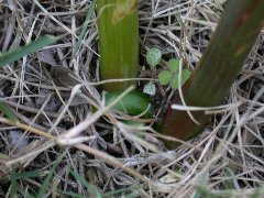 �q�K���o�i �Ԍ�̉Ԍs�̍����ɗt�̉萶����<br>(2002.10.12 ���ɋ�˖{��)