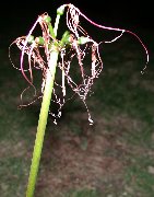 �q�K���o�i �Ԍ�̎q�[<br>(2002.10.7 ���ɋ�˖{��)