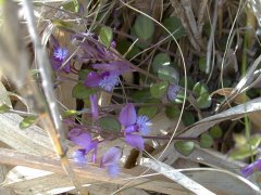 �q���n�M �S��<br>(2000.5.3 �e���R)