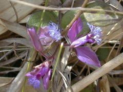 �q���n�M ����ԏ�<br>(2000.5.3 �e���R)