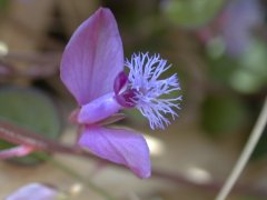 �q���n�M �ԁE������������������<br>(2000.5.3 �e���R)