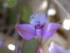 �q���n�M �ԁE�ԕقɌ�������̂͂���<br>(2000.5.3 �e���R)