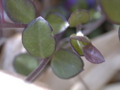 �q���n�M �t(2000.5.3 �e���R)