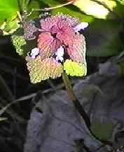 �q���I�h���R�\�E �S��