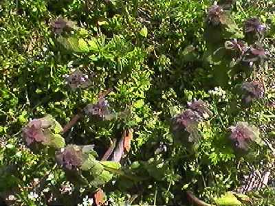 �q���I�h���R�\�E �S��