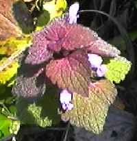 �q���I�h���R�\�E �S��