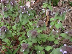 �q���I�h���R�\�E (2000.5.6)