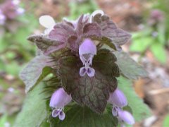 �q���I�h���R�\�E (2000.5.6)