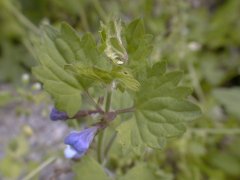 �J�L�h�I�V �S��(2000.5)