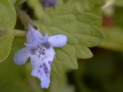 �J�L�h�I�V ��(2000.5)