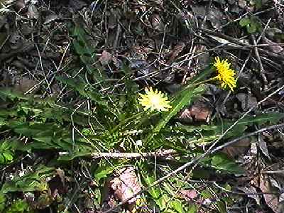 カンサイタンポポ 全体