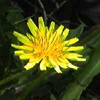 カンサイタンポポ 花