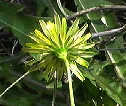 カンサイタンポポ 総苞裏