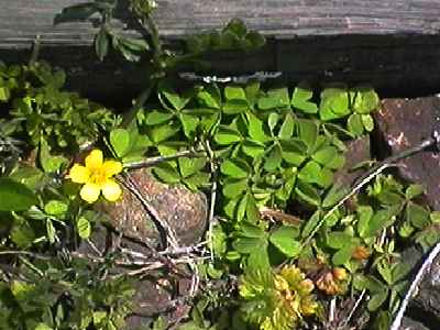 �J�^�o�~ �S��