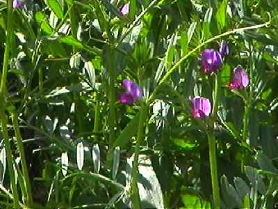 �J���X�m�G���h�E �S��