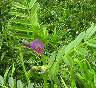 �J���X�m�G���h�E ��