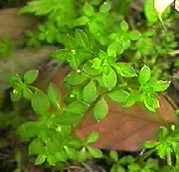 �L�N���O�� �S��