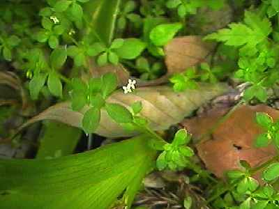 �L�N���O�� ��