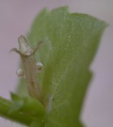 �L�L���E�\�E �ʎ�(2000.6)