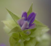 �L�L���E�\�E �Q(2000.6)