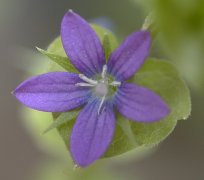 �L�L���E�\�E �Ԋg��(2000.6)