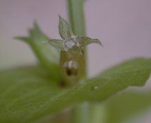 �L�L���E�\�E�Q �ʎ�(2000.6)