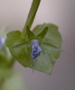 �L�L���E�\�E�Q �Ԍ�(2000.6)