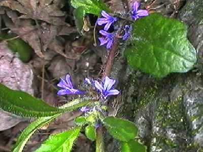 �L�����\�E ��