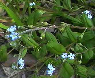 �L�E���O�T �S��