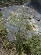 �}���O���o�C�i�Y�i �S��(2000.6)