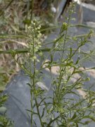 �}���O���o�C�i�Y�i �ԏ�(2000.6)