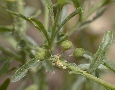 �}���O���o�C�i�Y�i �ʎ�(2000.6)