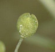 �}���O���o�C�i�Y�i �ʎ��̊g��(2000.6)