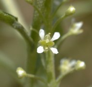 �}���O���o�C�i�Y�i �ԕق͂S���ŁA�Y�����Q�{<br>(2000.6)