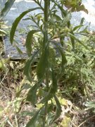 �}���O���o�C�i�Y�i �t(2000.6)