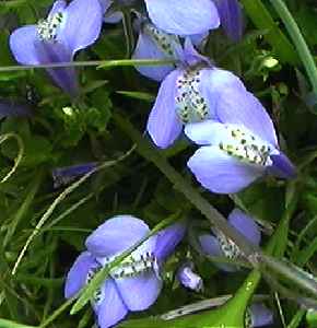 �����T�L�T�M�S�P ��