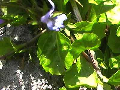 �����T�L�T�M�S�P �t