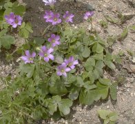 �����T�L�J�^�o�~ �S��(2000.6)