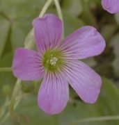 �����T�L�J�^�o�~ �Ԃ̊g��(2000.6)