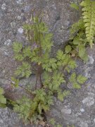 �����T�L�P�}�� �S��(2000.5)