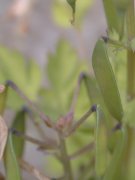 �����T�L�P�}�� ������(2000.5)