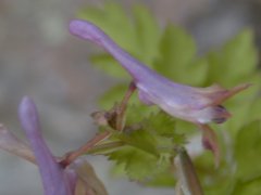 �����T�L�P�}�� �ԁE������(2000.5)