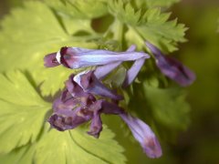 �����T�L�P�}�� �ԁE�ォ��(2000.5)