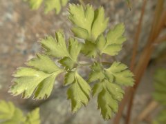 �����T�L�P�}�� �t(2000.5)