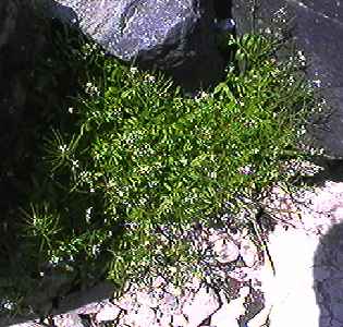 �~�Y�^�l�c�P�o�i �S��