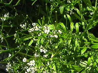 �~�Y�^�l�c�P�o�i �t