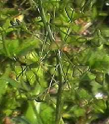 �i�Y�i ��q